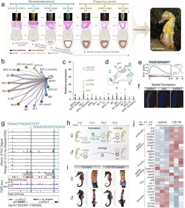 研究揭示海马“雄性怀孕”的演化奥秘