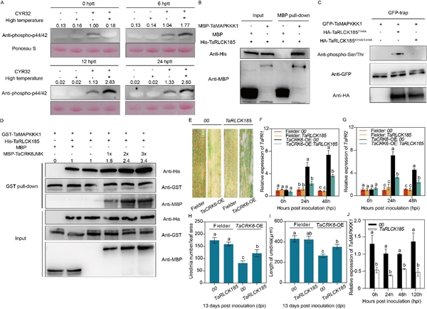 西北农林科技大学(788)植保学院作物病害监测与治理团队揭示CRK-RLCK-MAPKs分子模块赋予小麦高温全生育期抗锈性