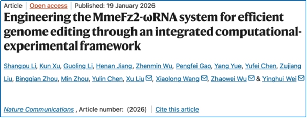 西北农林科技大学(796)动科学院羊遗传改良与生物育种团队基于AI大语言模型开发微型基因编辑新工具