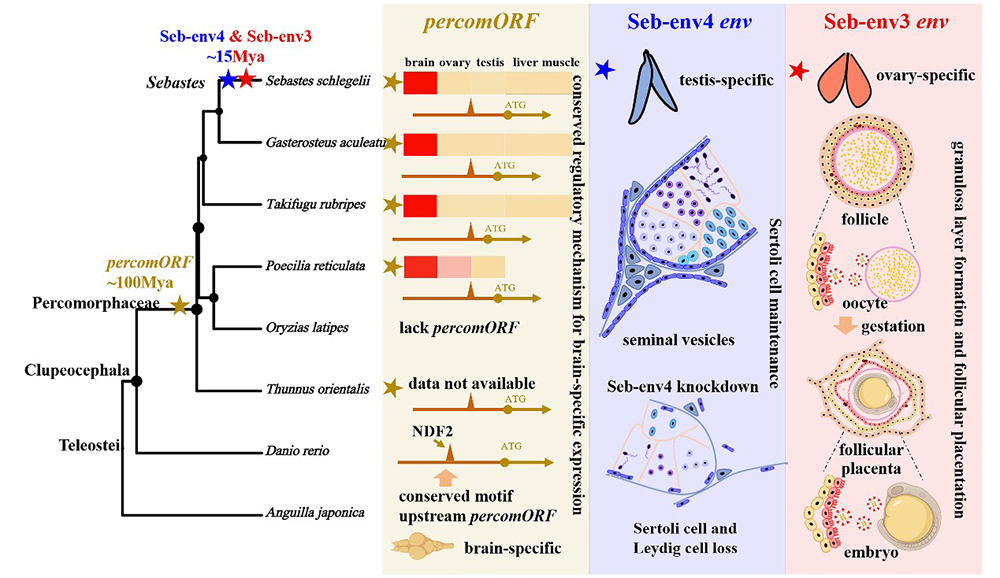中国海洋大学在硬骨鱼类胎生的起源与演化领域取得新进展