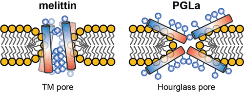上海交大Jakob P. Ulmschneider-Mayer课题组揭示抗菌肽PGLa以及Magainin 2形成膜孔的原子尺度机制