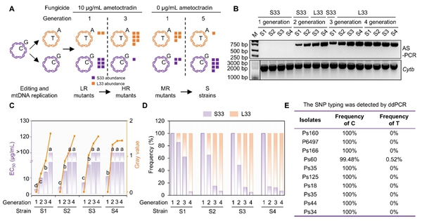 西北农林科技大学（798）植保学院作物疫霉功能基因研究与利用团队在疫霉菌抗药性进化和适合度代价权衡机制研究中取得新进展