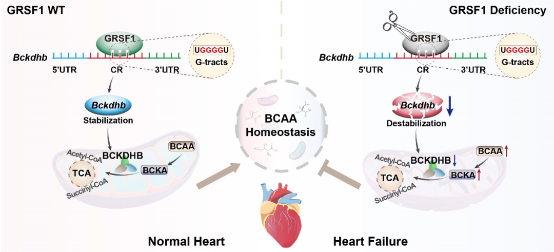 北京大学北京大学第三医院徐明教授团队发表成果揭示心力衰竭新机制