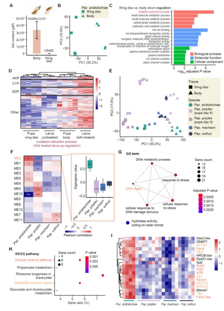 北京大学生命科学学院张蔚课题组与合作者揭示红珠凤蝶马兜铃酸抗性机制