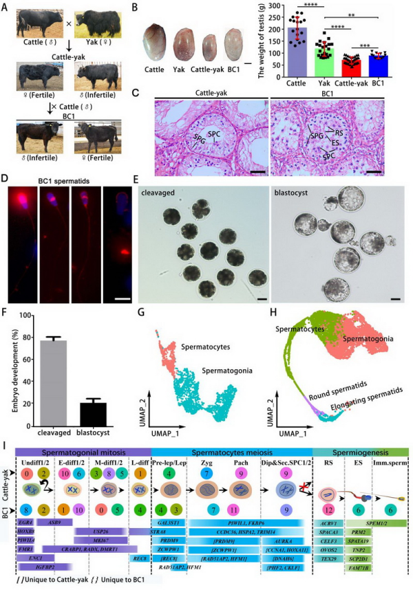 研究揭示牛远缘杂交后代雄性不育的分子机制