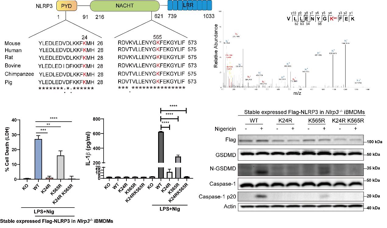 清华大学药学院尹航课题组揭示代谢调控巨噬细胞焦亡的新机制