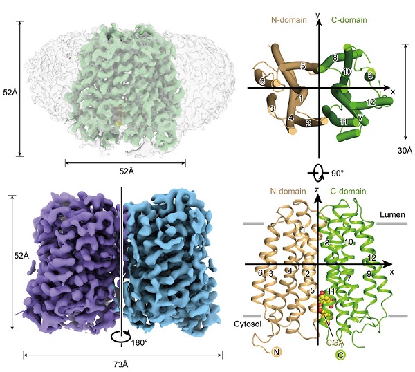 研究揭示人源葡萄糖-6-磷酸转运蛋白G6PT1结构与抑制机制