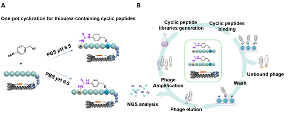西北农林科技大学（812）天然产物化学生物学及高值利用团队高锦明教授在活性大环环肽的多样化发现方面取得新进展