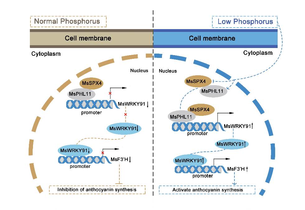 西北农林科技大学（822）园林学院李厚华教授团队在低磷胁迫下海棠花青苷合成机制方面取得新进展