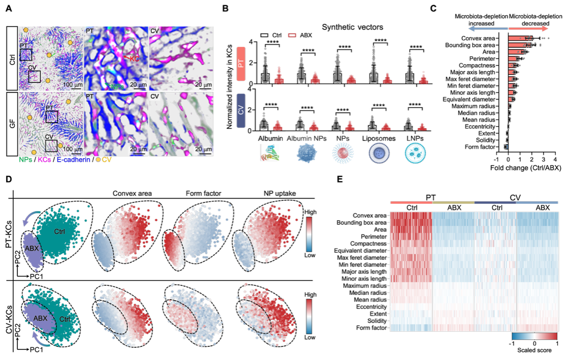 突破体内药物递送瓶颈！中国科大揭示肝脏清除递送系统的底层机制