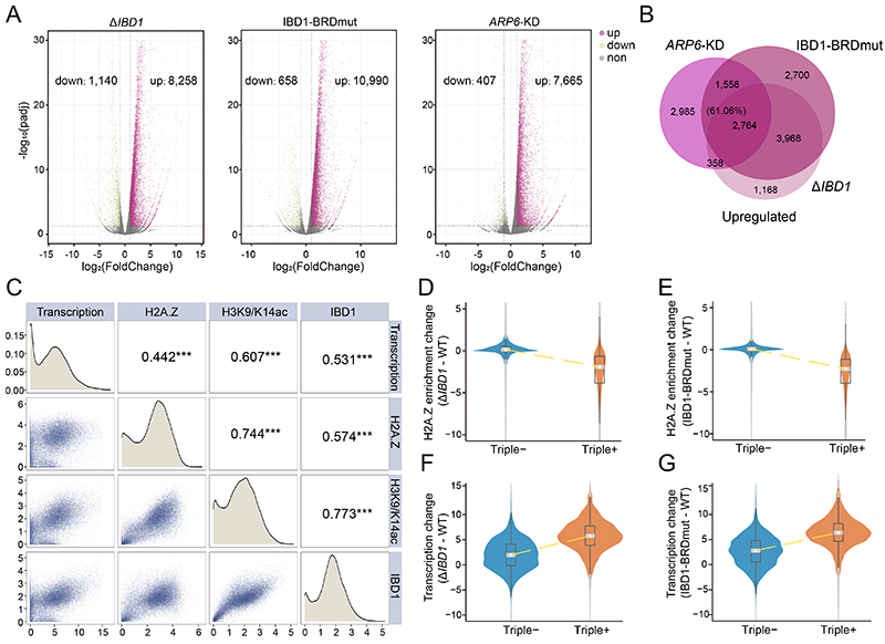 中国海洋大学在溴结构域蛋白IBD1调控转录稳态方面取得新进展