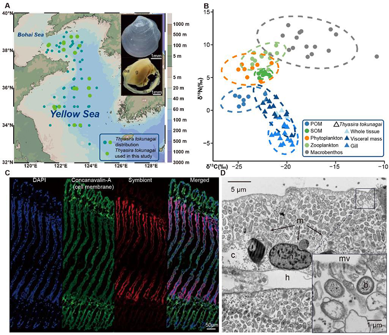 中国海洋大学在浅海化能共生的贝类研究领域取得新进展