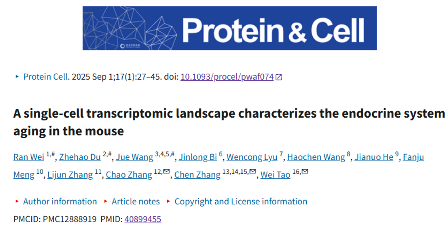 北京大学生命科学学院陶伟团队系列研究多维度揭示衰老调控新机制：从机制解析到干预策略