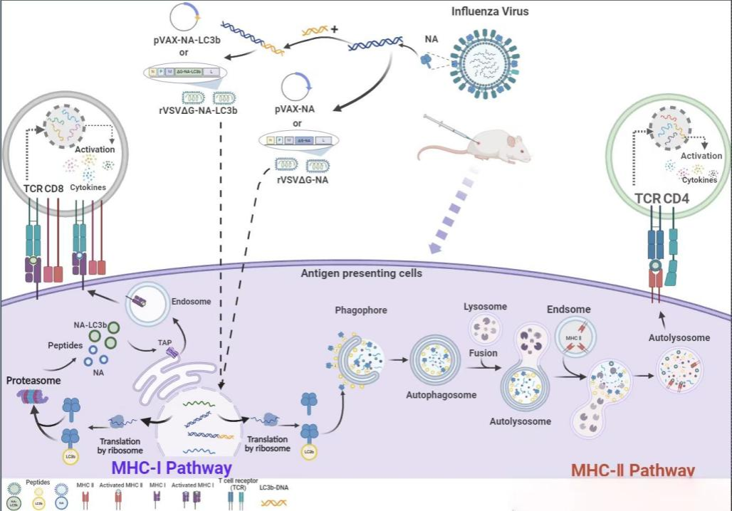 中山大学公共卫生学院（深圳）孙彩军团队在新型广谱流感疫苗研发中取得系列新进展