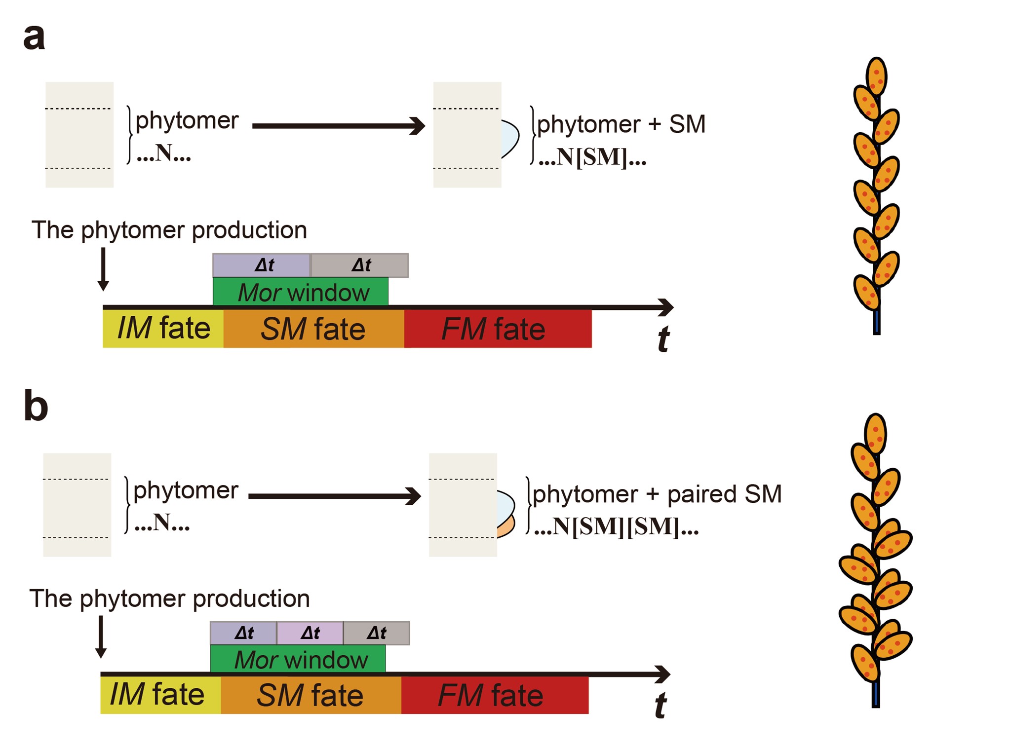 北京大学生命科学学院焦雨铃研究组构建禾本科花序发育数学模型，指导小麦高产基因挖掘