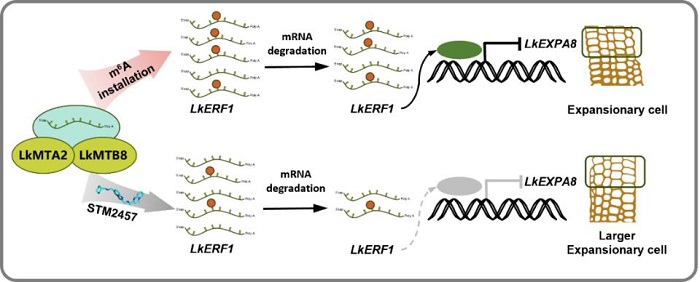 林业所树木木质部细胞扩张表观调控分子机制研究取得重要进展