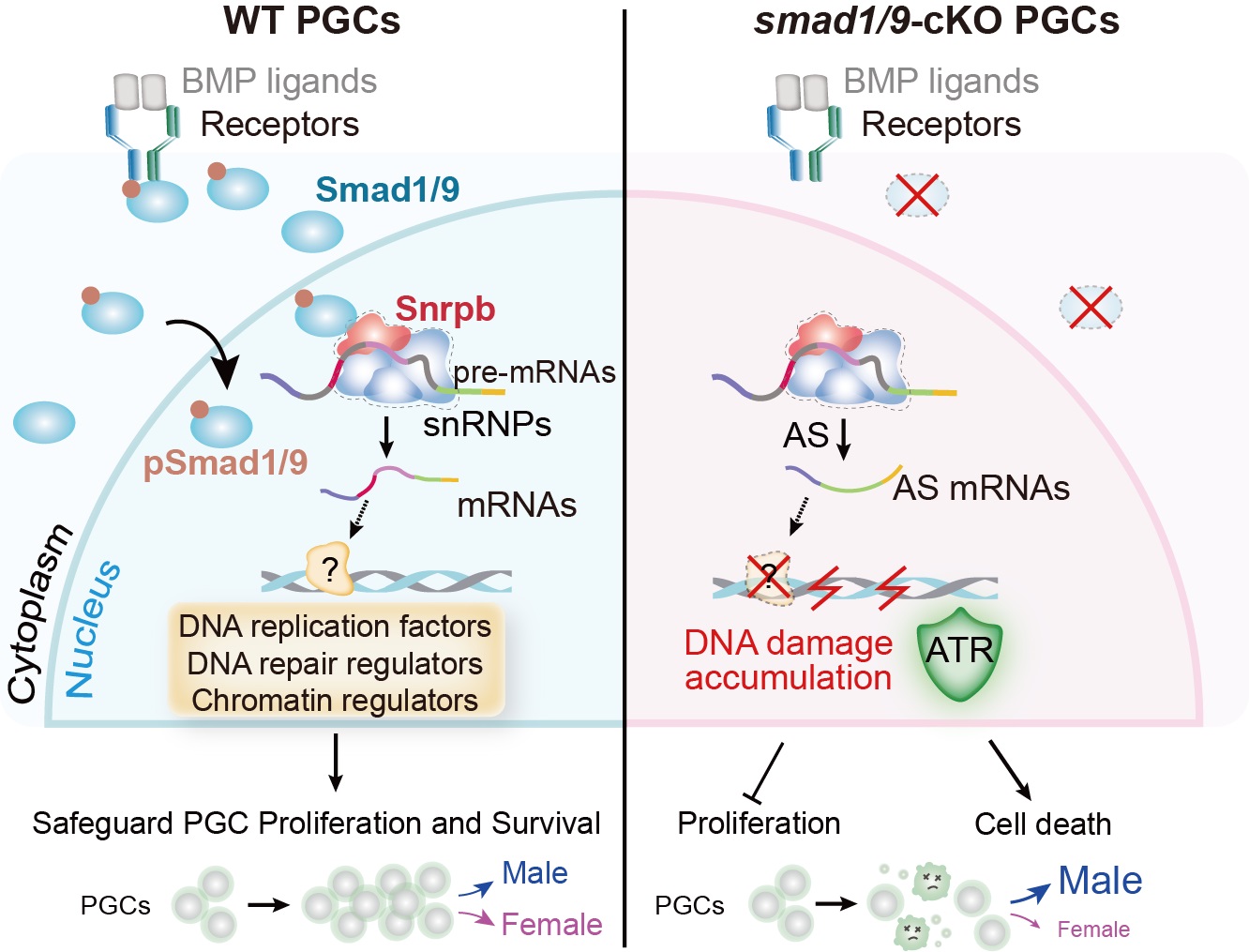 清华大学生命学院孟安明团队揭示BMP–Smad1/9信号调控斑马鱼原始生殖细胞发育的分子机制