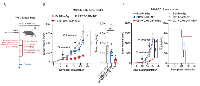 北京大学生命科学学院李湘盈团队与合作者开发首个红细胞核酸递送系统，靶向脾脏生成体内CAR-髓系细胞治疗肿瘤