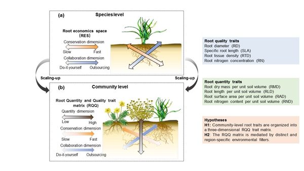西北农林科技大学（824）林学院王瑞丽副教授在根系数量性状研究中取得新进展