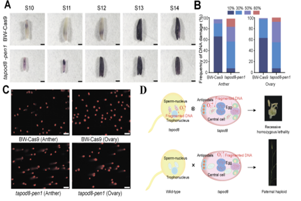 西北农林科技大学（800）吉万全教授团队在小麦单倍体育种领域取得新进展