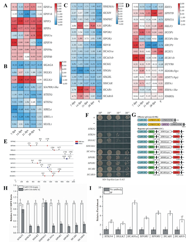 西北农林科技大学（808）园艺学院番茄品质和抗逆调控机制与遗传改良团队梁燕教授课题组在光敏色素互作因子 (SLPIF1b)通过调控叶绿体发育影响番茄果实品质研究领域取得新进展