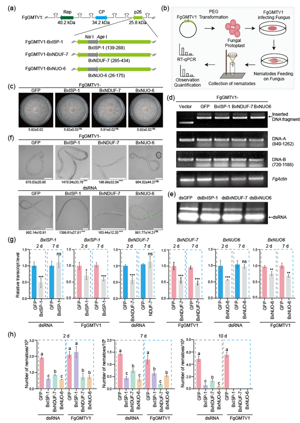 西北农林科技大学（804）农业线虫前沿交叉创新团队开发松材线虫防控新技术：真菌病毒载体介导RNAi实现高效持久基因沉默
