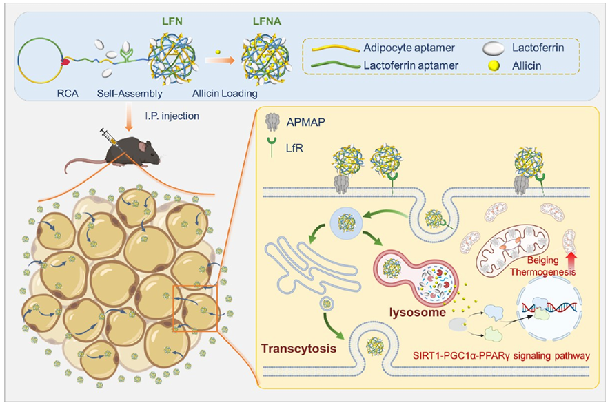 中国农业大学｜食品学院贺晓云团队构建融合适配体-乳铁蛋白递送系统 为肥胖治疗提供精准靶向新策略