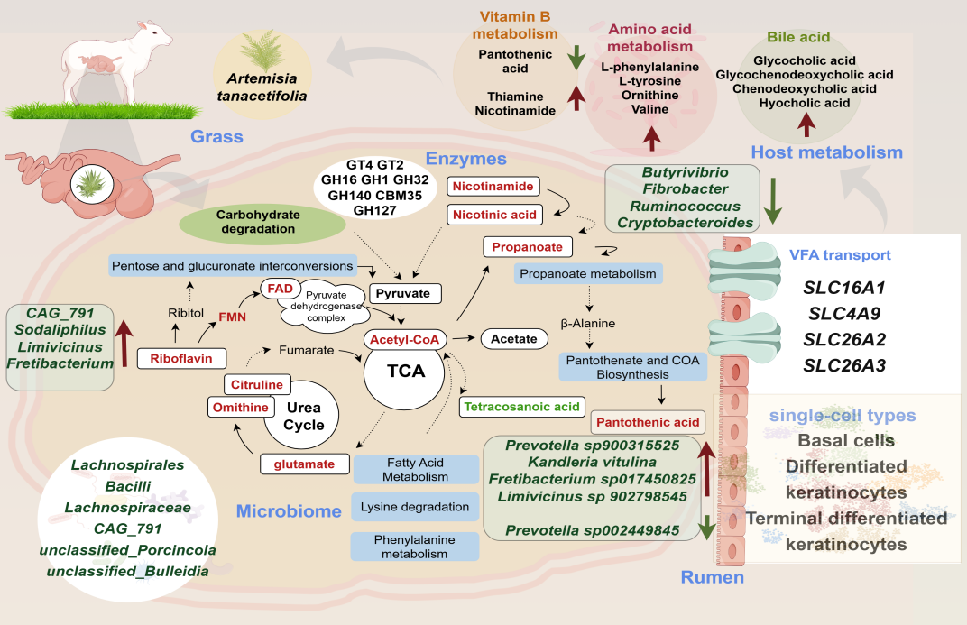 中国农业大学动科学院罗海玲教授团队利用多组学技术揭示放牧羔羊瘤胃微生物功能及其对养分吸收与草地可持续性影响