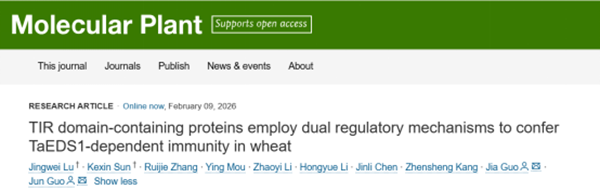西北农林科技大学（801）植保学院郭军教授课题组揭示小麦TIR蛋白的抗病机制