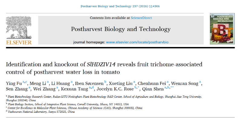 上海交大农生学院沈乾团队联合康奈尔大学揭示番茄果实毛调控采后失水新机制