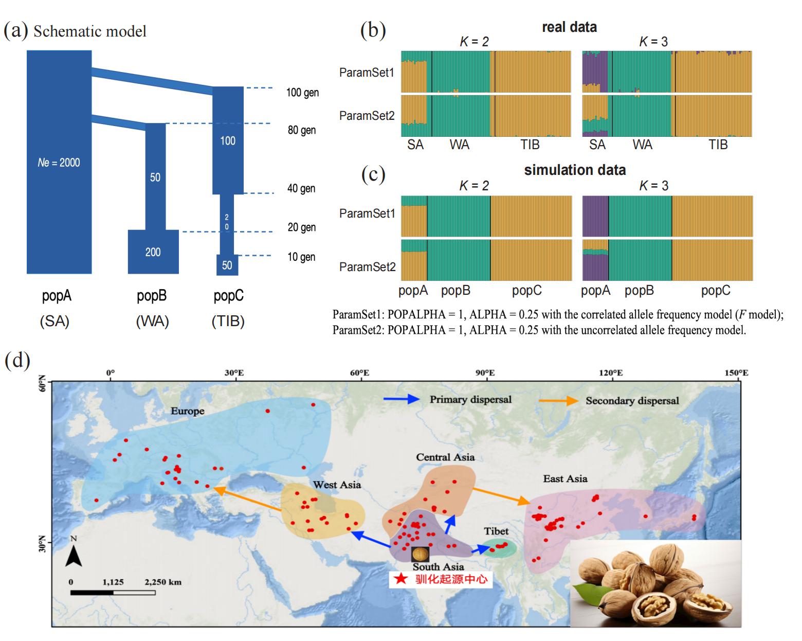 北京师范大学生命科学学院核桃团队近期取得系列进展：从栽培核桃驯化起源到山核桃无融合生殖机制，再到“幽灵渐渗”检测新框架