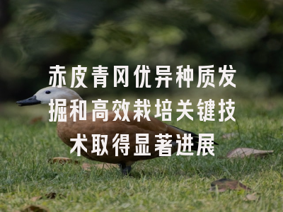 赤皮青冈优异种质发掘和高效栽培关键技术取得显著进展