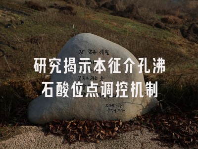 研究揭示本征介孔沸石酸位点调控机制