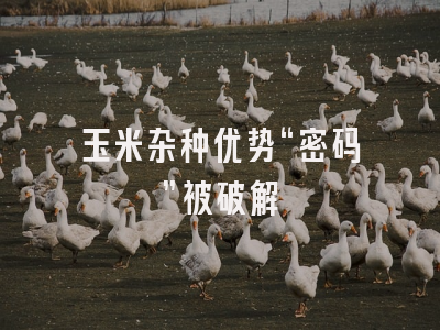 玉米杂种优势“密码”被破解