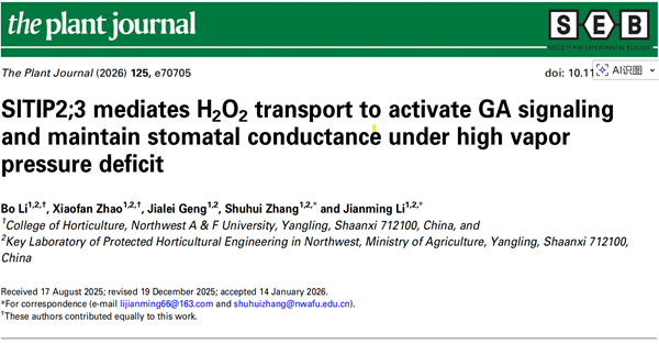 西北农林科技大学（805）园艺学院设施农业生物与环境工程研究团队李建明教授/张淑辉副教授课题组揭示SlTIP2;3驱动ROS-GA信号轴触发植株可塑性形态响应的功能模型