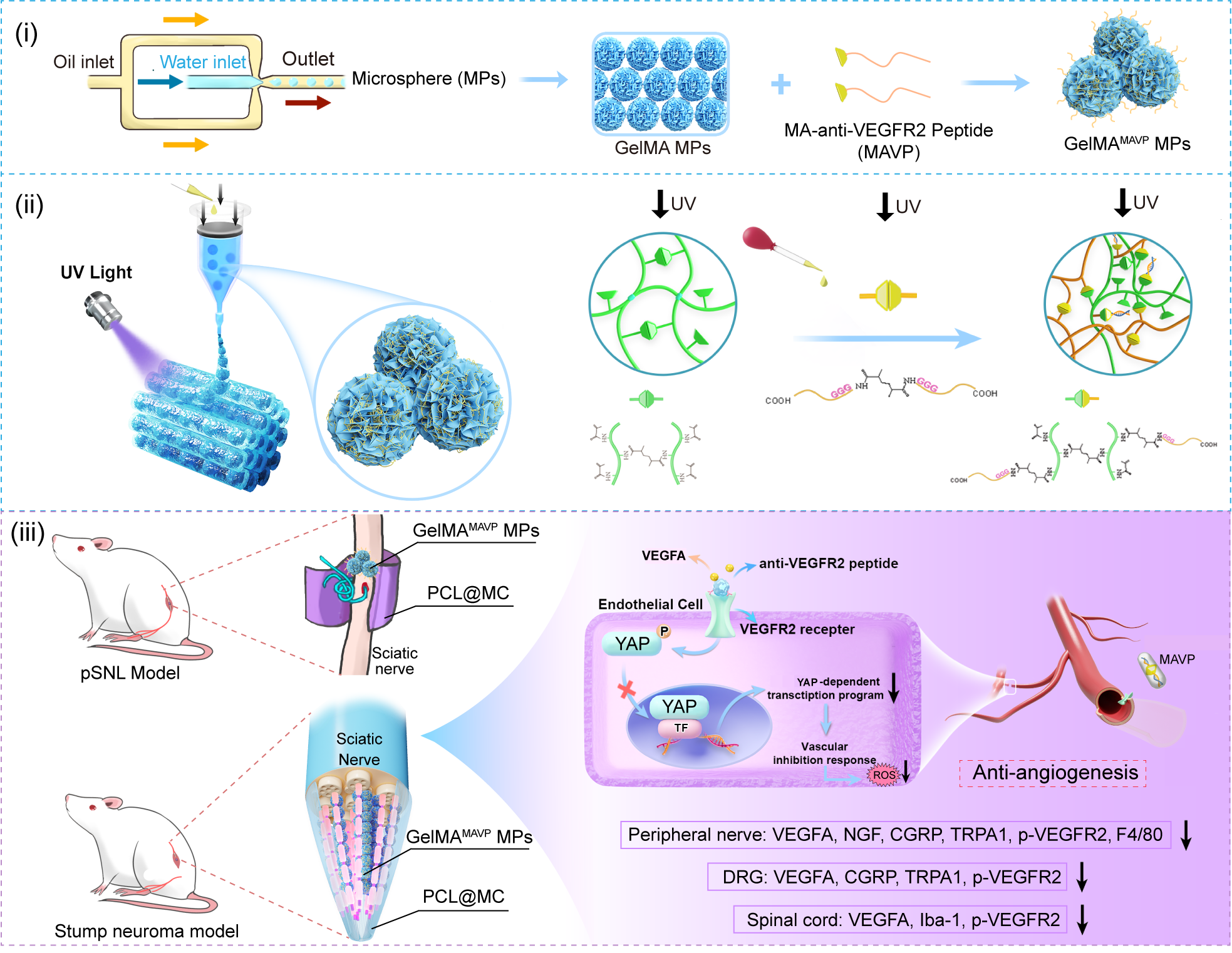 清华大学北京清华长庚医院潘勇卫团队和材料学院王秀梅团队合作提出多重调节残端神经微环境新策略