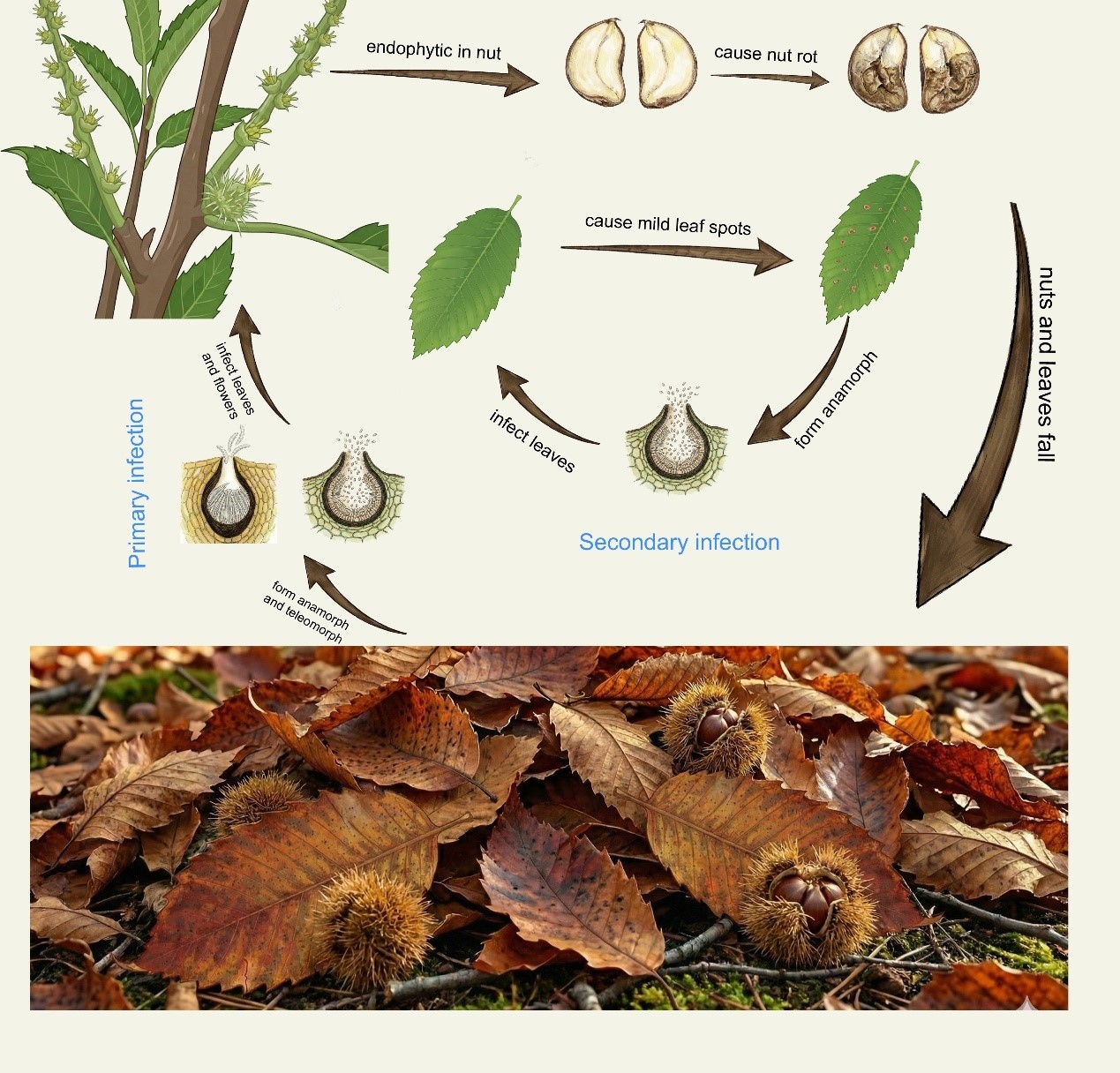 森环森保所专家破解板栗腐烂之谜：重塑病菌分类体系并明确生活史