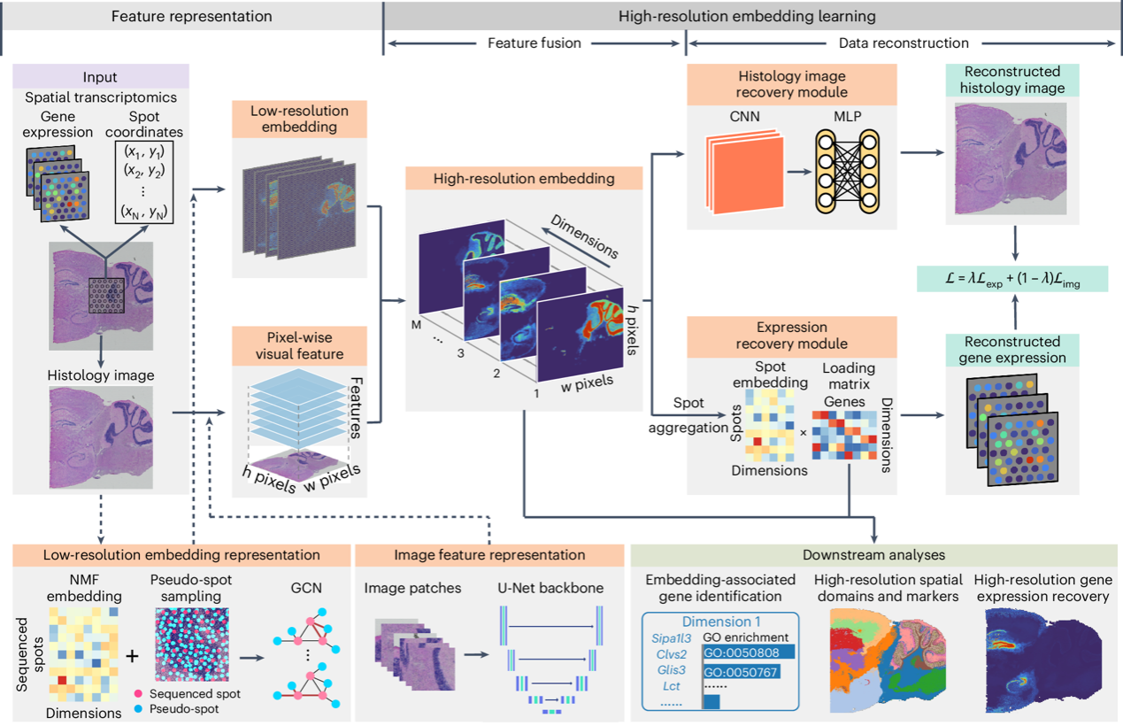 北京大学数学科学学院席瑞斌课题组提出多模态分析框架SpaHDmap，实现空间转录组高分辨解析