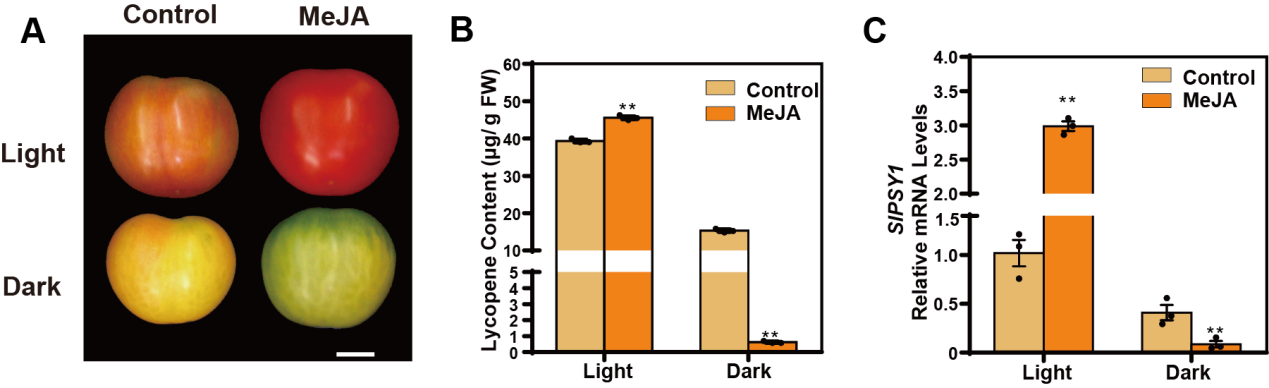 中国农业大学园艺学院郭仰东、张娜团队揭示光信号与茉莉酸信号交互调控番茄红素合成的分子机制