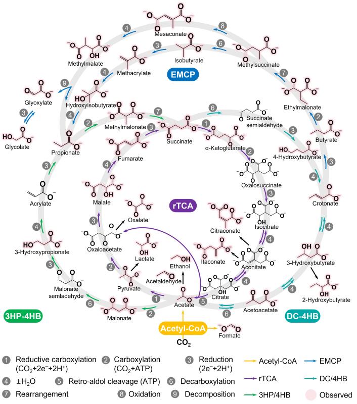 上海交大环境学院金放鸣团队发文报道深海“矿物纳米酶”驱动前生命碳代谢网络构建