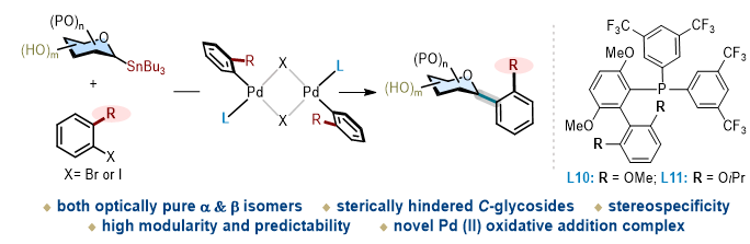 上海交大变革性分子前沿科学中心朱峰团队通过配体赋能新一代糖基 Stille 交叉偶联反应—攻克位阻芳基C-糖苷立体专一性合成瓶颈