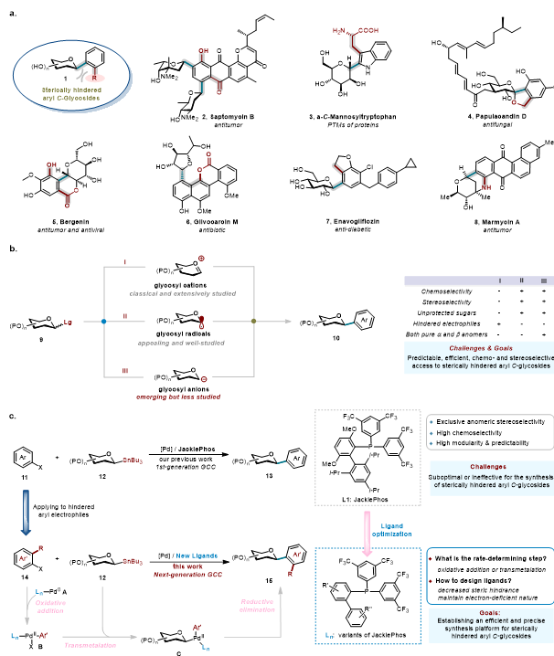 上海交大变革性分子前沿科学中心朱峰团队通过配体赋能新一代糖基 Stille 交叉偶联反应—攻克位阻芳基C-糖苷立体专一性合成瓶颈