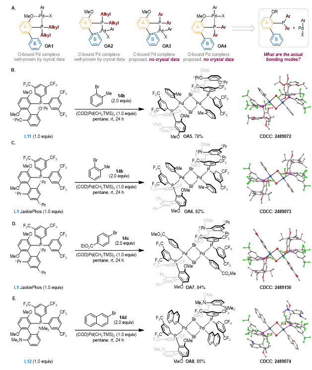 上海交大变革性分子前沿科学中心朱峰团队通过配体赋能新一代糖基 Stille 交叉偶联反应—攻克位阻芳基C-糖苷立体专一性合成瓶颈