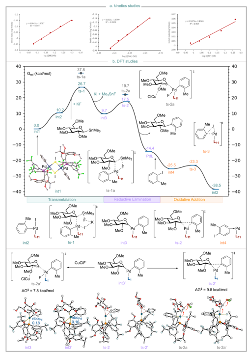 上海交大变革性分子前沿科学中心朱峰团队通过配体赋能新一代糖基 Stille 交叉偶联反应—攻克位阻芳基C-糖苷立体专一性合成瓶颈