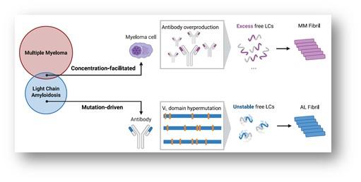 上海交大Bio-X研究院李丹团队与合作者揭示多发性骨髓瘤轻链纤维聚集体的组装机制
