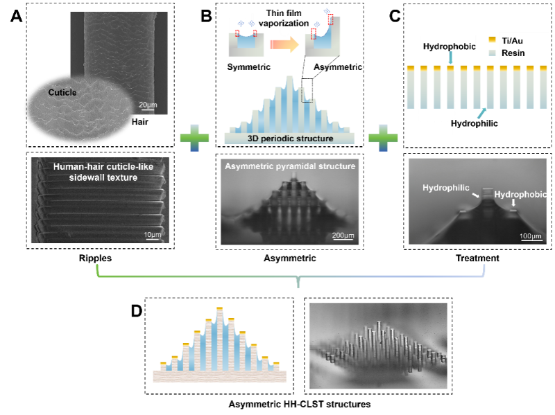 上海交大集成电路学院臧法珩团队在仿生非对称微结构阵列增强薄膜蒸发领域取得进展