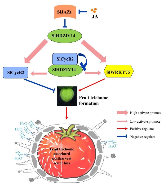 上海交大农生学院沈乾团队联合康奈尔大学揭示番茄果实毛调控采后失水新机制