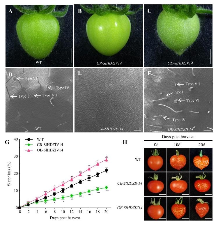 上海交大农生学院沈乾团队联合康奈尔大学揭示番茄果实毛调控采后失水新机制