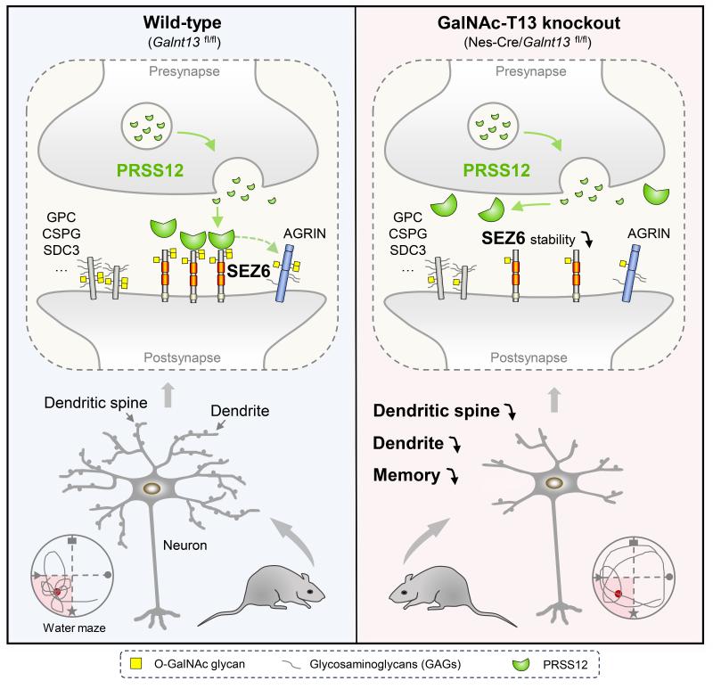 上海交大系统生物医学研究院张延团队最新PNAS文章揭示糖基转移酶GalNAc-T13通过SEZ6的O-GalNAc糖基化调控神经元发育与空间记忆