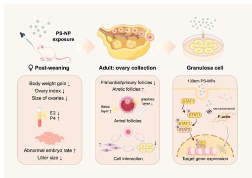 上海交大Bio-X研究院吴际团队揭示聚苯乙烯纳米塑料干扰卵巢发育的新机制